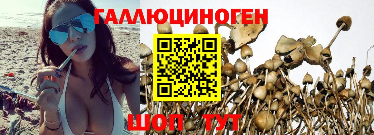 Псилоцибиновые грибы Psilocybe  купить   Мурино 